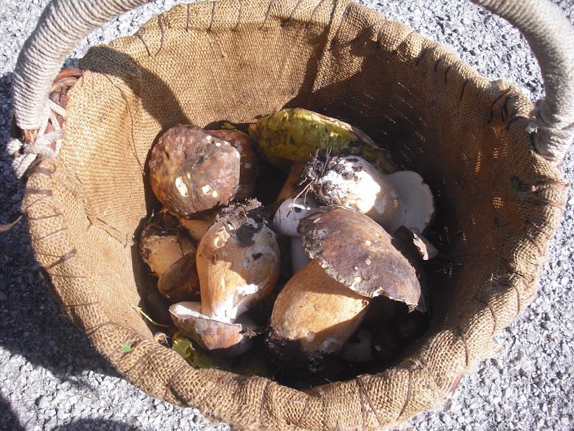 Finalmente dopo tanta acqua arrivano i funghi in Sicilia!